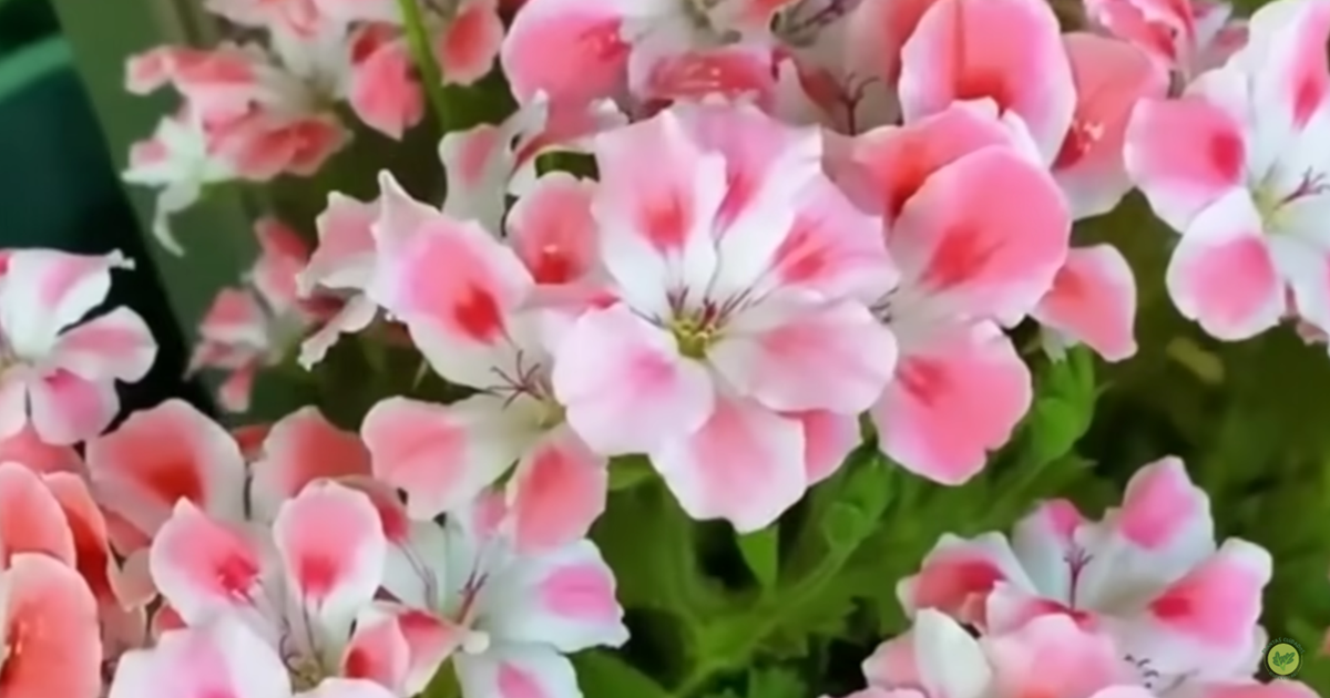 COMO CUIDAR TUS GERANIOS. FÁCIL Y ESTARÁN HERMOSOS 😍