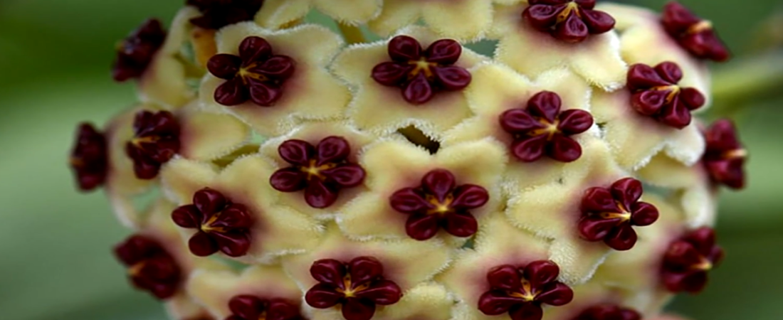 Cómo Cuidar y Propagar la Flor de Cera