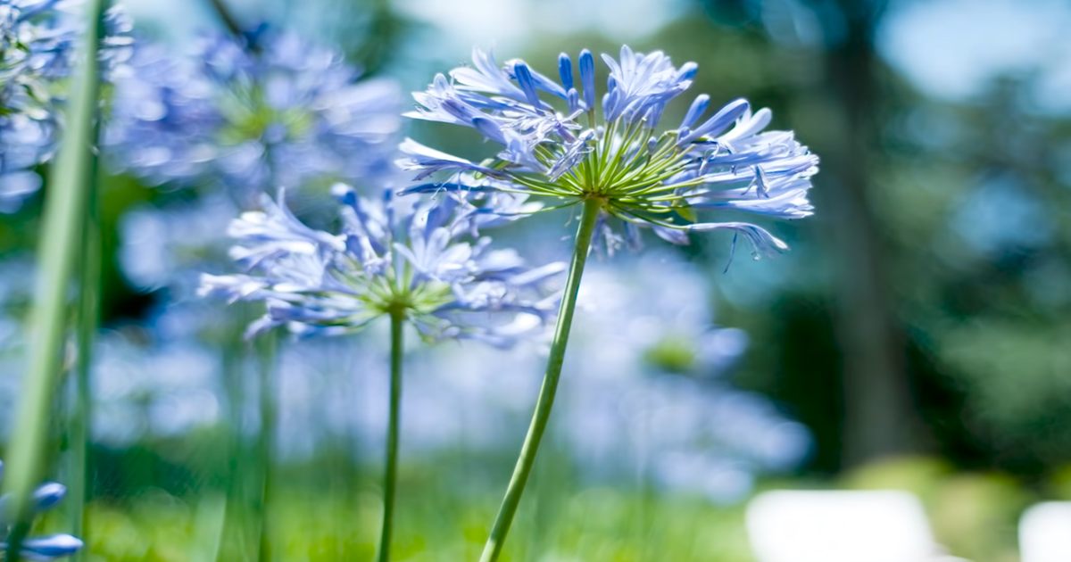 COMO HACER QUE TUS PLANTAS SE VEAN MÁS ABUNDANTES