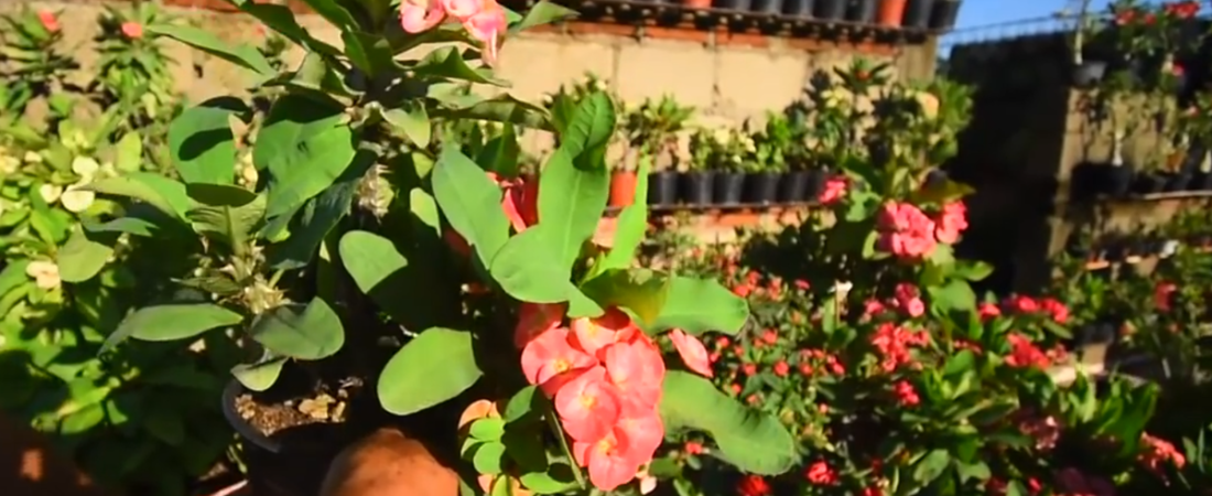 Corona de Cristo. Cuidados, Reproducción y Cómo Hacer que Florezca Todo el Año