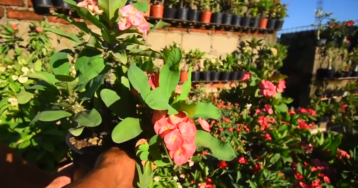 Corona de Cristo. Cuidados, Reproducción y Cómo Hacer que Florezca Todo el Año