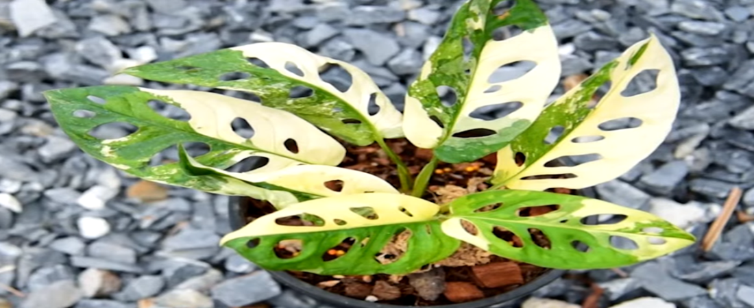 Costilla de Adán. Consejos para una Planta Saludable