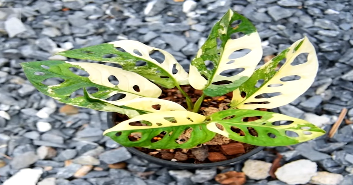 Costilla de Adán. Consejos para una Planta Saludable