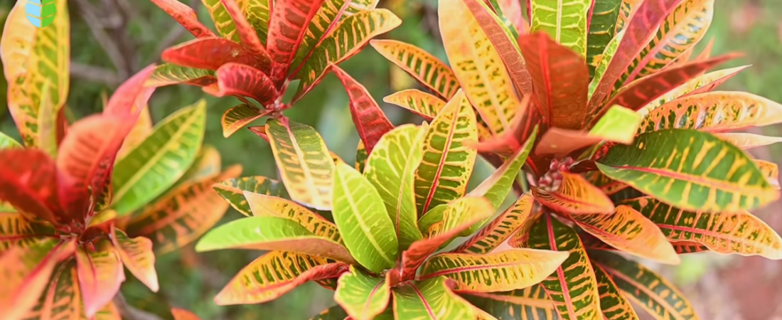¿CUÁLES SON LAS PLANTAS CON FLORES PARA INTERIORES?