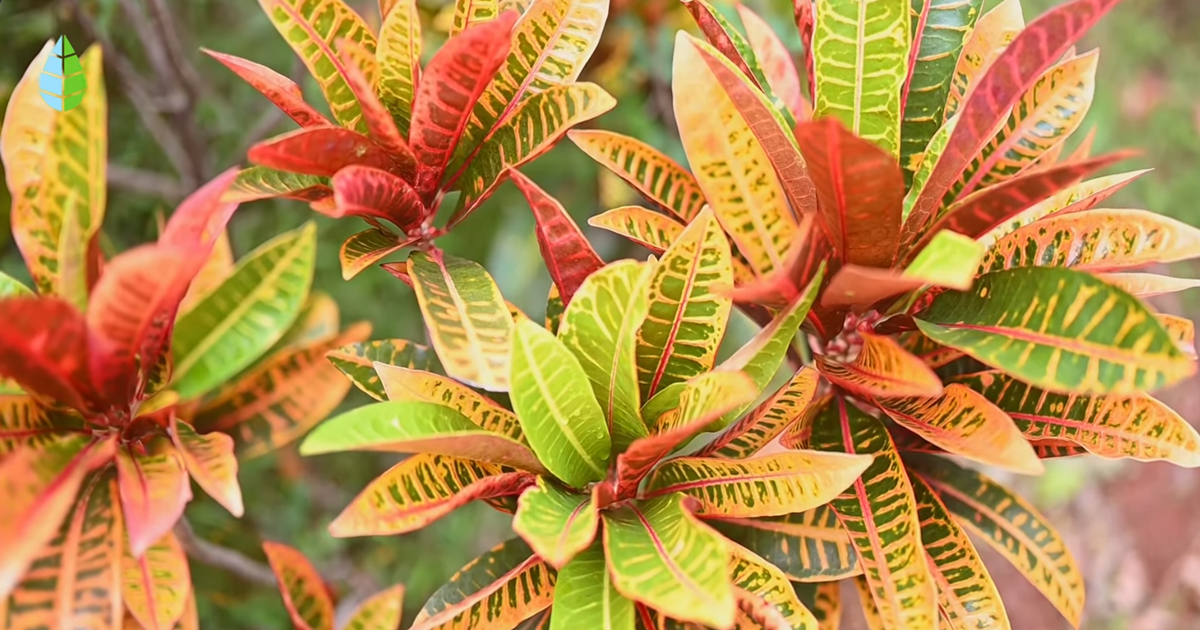 CROTON. Todo lo que necesitas saber