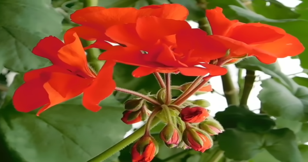 EXPLORANDO LAS VARIEDADES DE GERANIOS