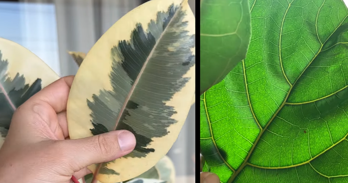 Ficus Lirata. Historia, Cuidados y Beneficios de Esta Elegante Planta de Interior