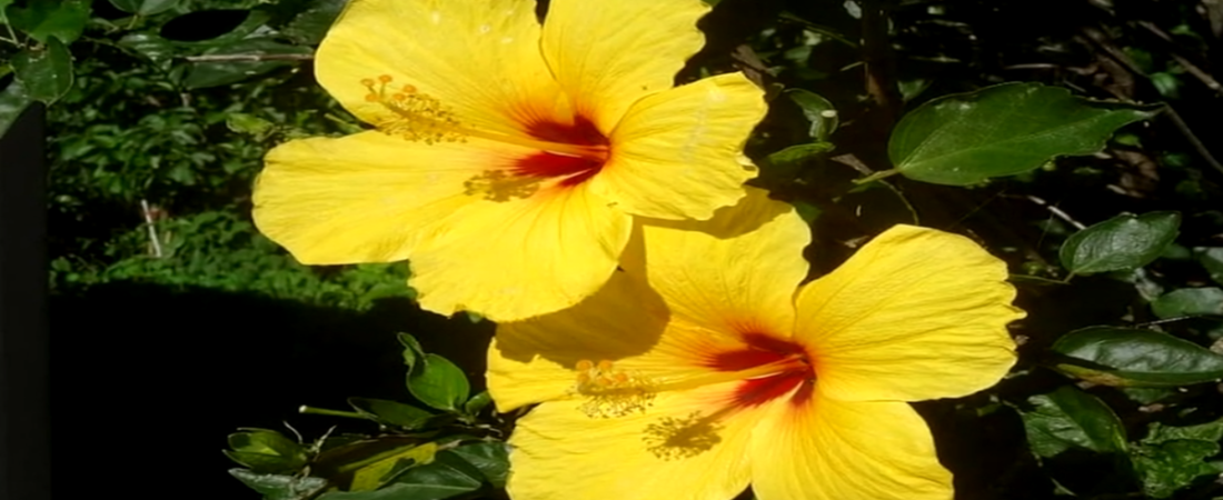 LO QUE NO SABIAS DE LOS HIBISCUS 🌺