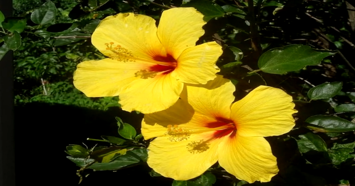 LO QUE NO SABIAS DE LOS HIBISCUS 🌺