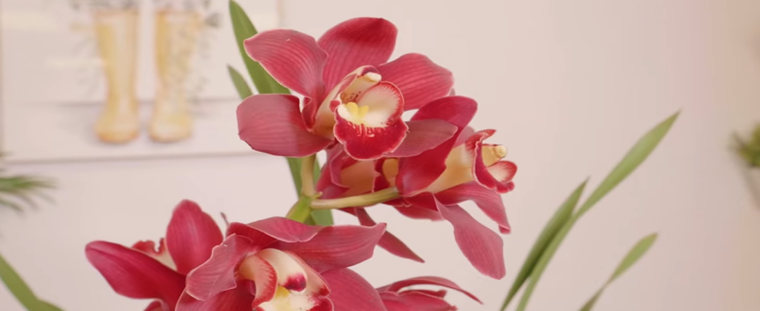 Para qué sirve el Muitle, Justicia Spisiguera, sangre de cristo, cómo debe tomarse