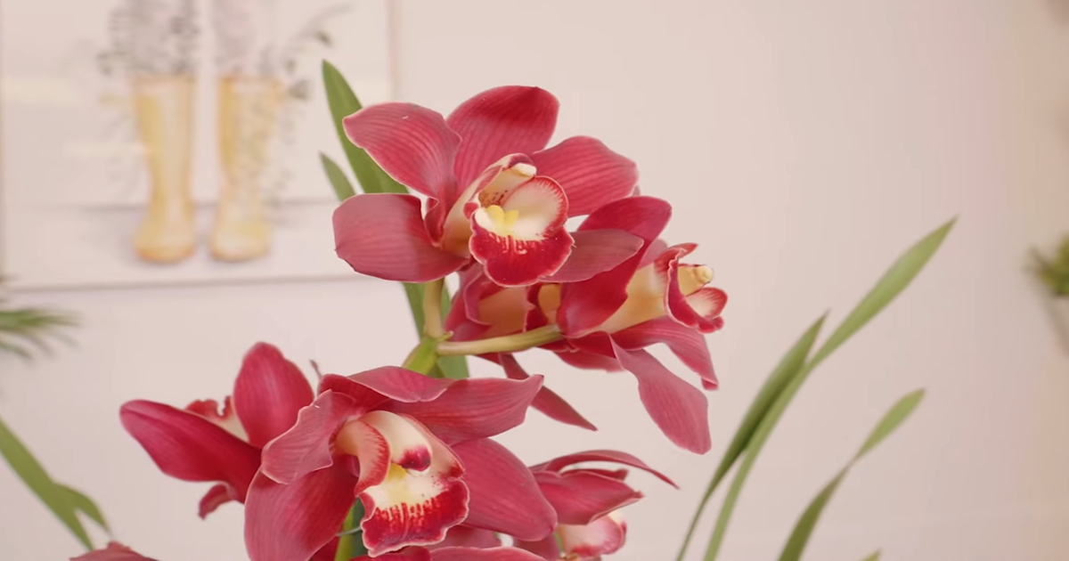 Para qué sirve el Muitle, Justicia Spisiguera, sangre de cristo, cómo debe tomarse