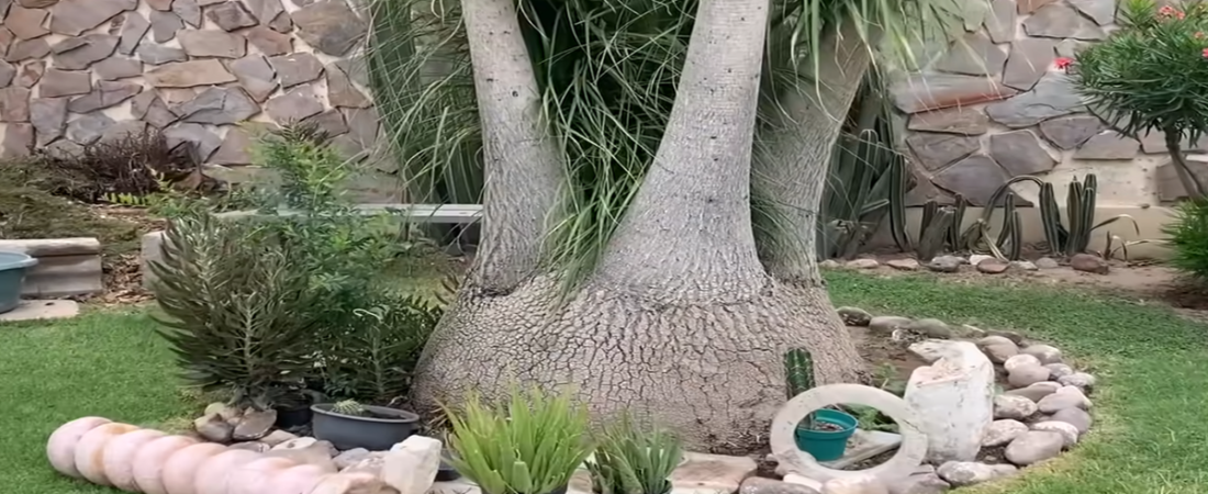 Pata de Elefante. Todo lo que necesitas saber.