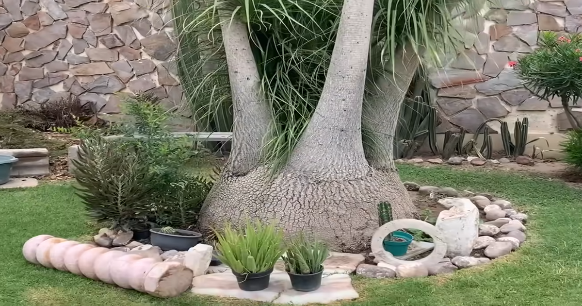 Pata de Elefante. Todo lo que necesitas saber.