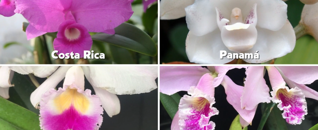 ORQUÍDEAS POST FLORACIÓN SEGÚN SU CICLO DE VIDA