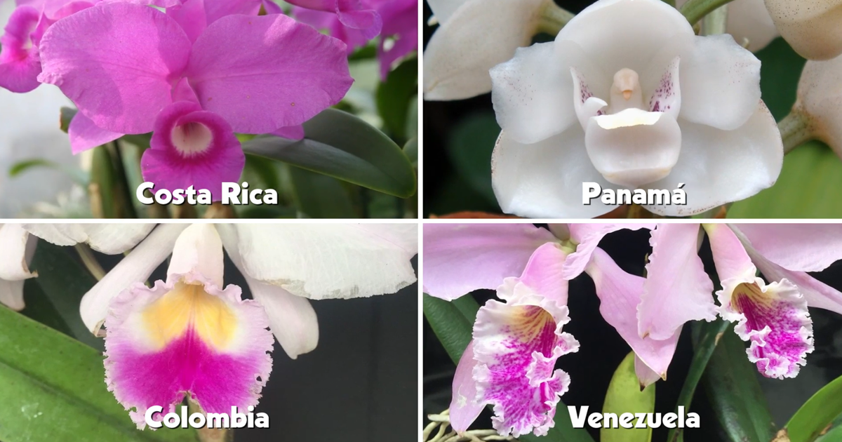 ORQUÍDEAS POST FLORACIÓN SEGÚN SU CICLO DE VIDA