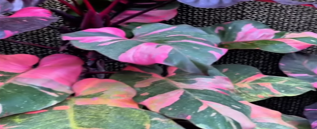 Philodendro Pink Princess. Cómo CUIDAR y HACER CRECER