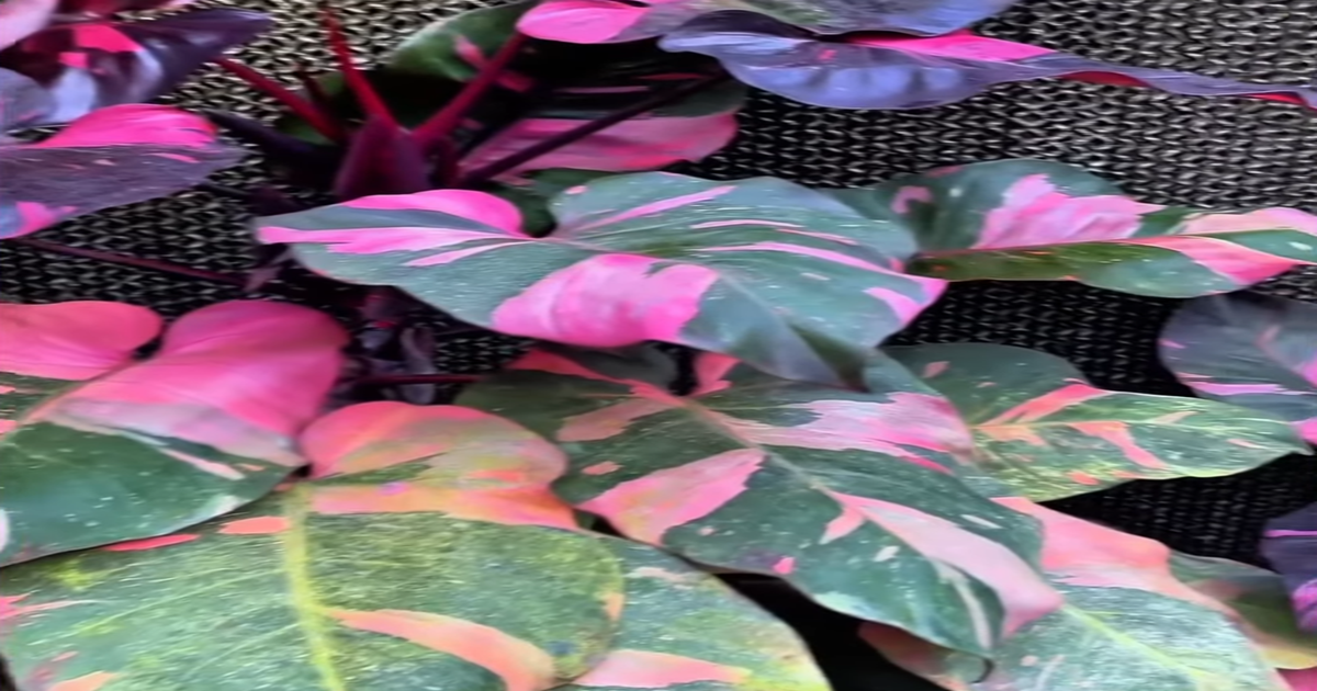 Philodendro Pink Princess. Cómo CUIDAR y HACER CRECER