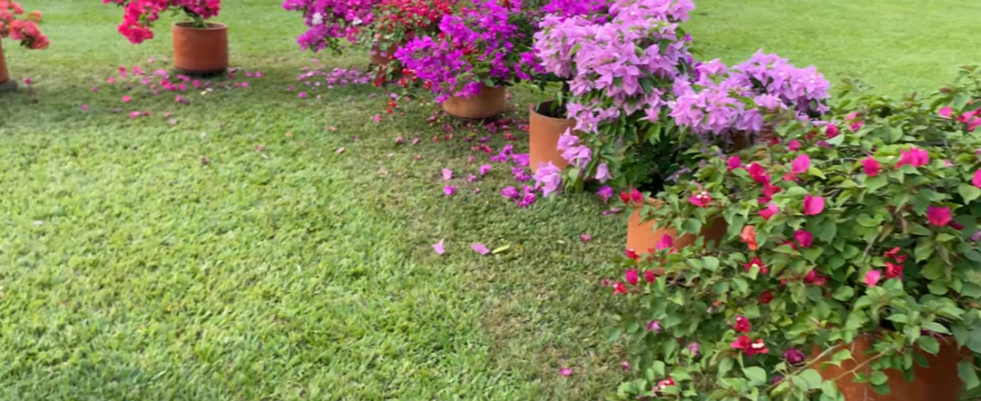 PORQUE MIS BUGAMBILIAS NO FLOREAN. CONSEJOS Y RAZONES PARA SOLUCIONARLO