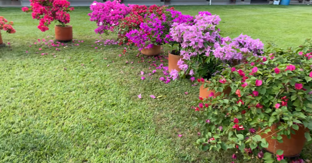 PORQUE MIS BUGAMBILIAS NO FLOREAN. CONSEJOS Y RAZONES PARA SOLUCIONARLO