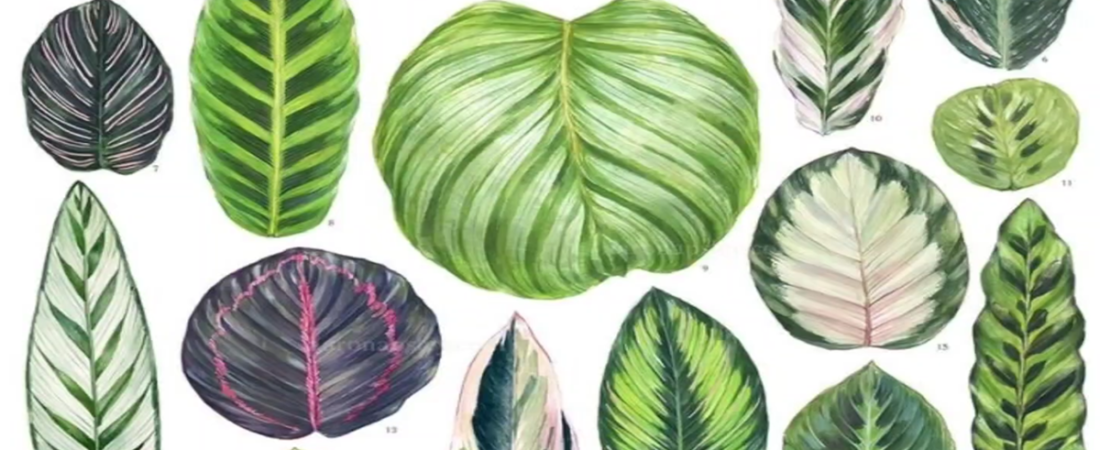 COMO CUIDAR TUS CALATHEAS, SIN IMORTAR SU VARIEDAD, CUIDADOS BÁSICOS, MANTÉNLAS SALUDABLES