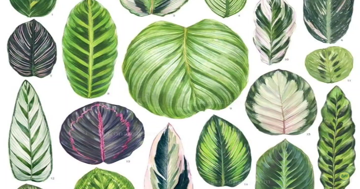 COMO CUIDAR TUS CALATHEAS, SIN IMORTAR SU VARIEDAD, CUIDADOS BÁSICOS, MANTÉNLAS SALUDABLES