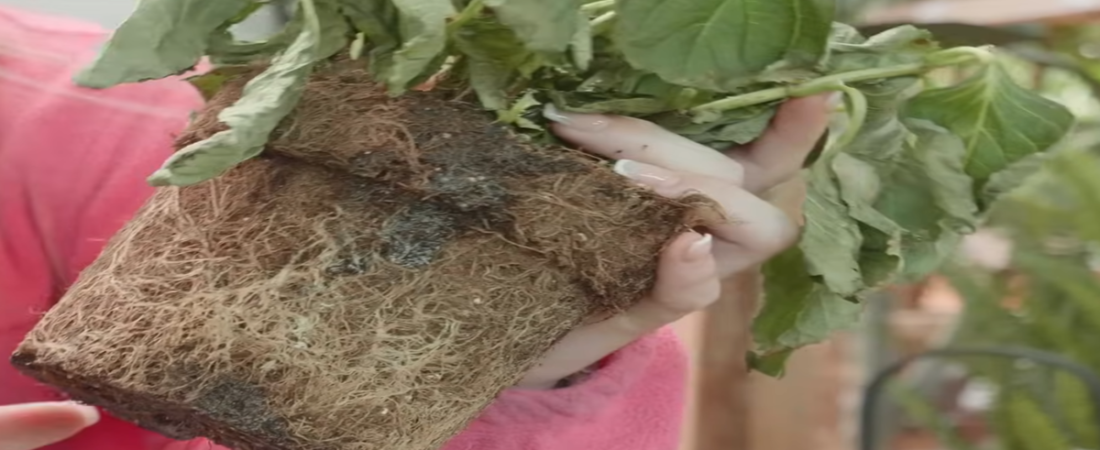 Como cuidar tu Oreja de Elefante (Alocacia Cucuyata) y como cultivarla