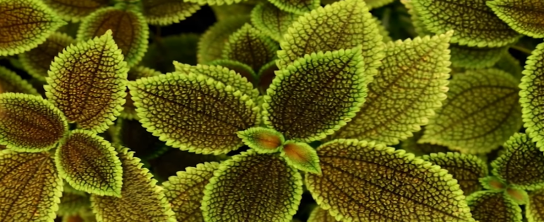 Estas Plantas NO Tienen Flores… y Aun Así Son Espectaculares