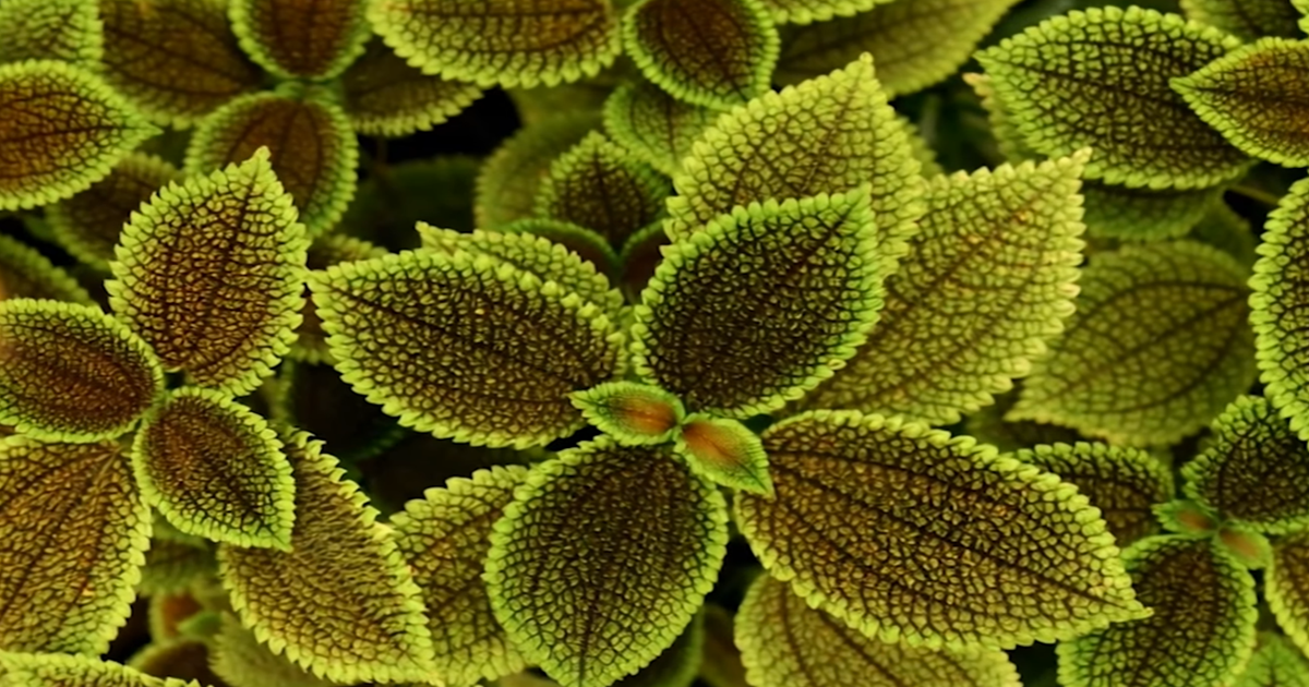 Estas Plantas NO Tienen Flores… y Aun Así Son Espectaculares